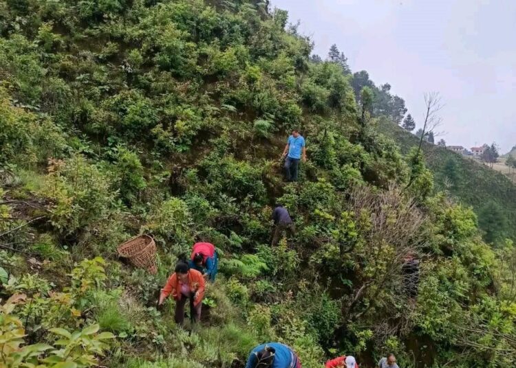 महुली लघुवित्तको १४औँ वार्षिकोत्सवमा वृक्षरोपण