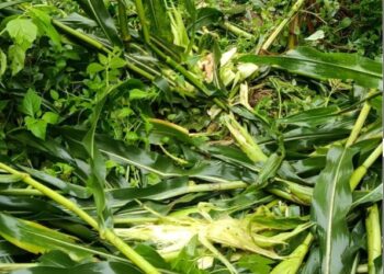भालु आतंकले सोलुखुम्बुका किसान चिन्तित, मकैबाली जोगाउन हम्मेहम्मे