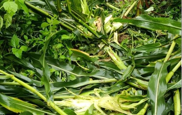 भालु आतंकले सोलुखुम्बुका किसान चिन्तित, मकैबाली जोगाउन हम्मेहम्मे