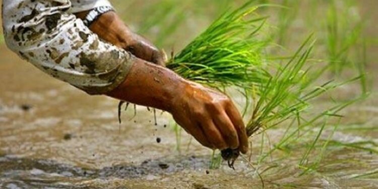 सोलुखुम्बुका तीन स्थानीय तहमा शतप्रतिशत धान रोपाइँ सम्पन्न