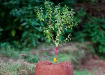 तुलसीको विशेष पूजासँगै आजदेखि चतुर्मासा प्रारम्भ
