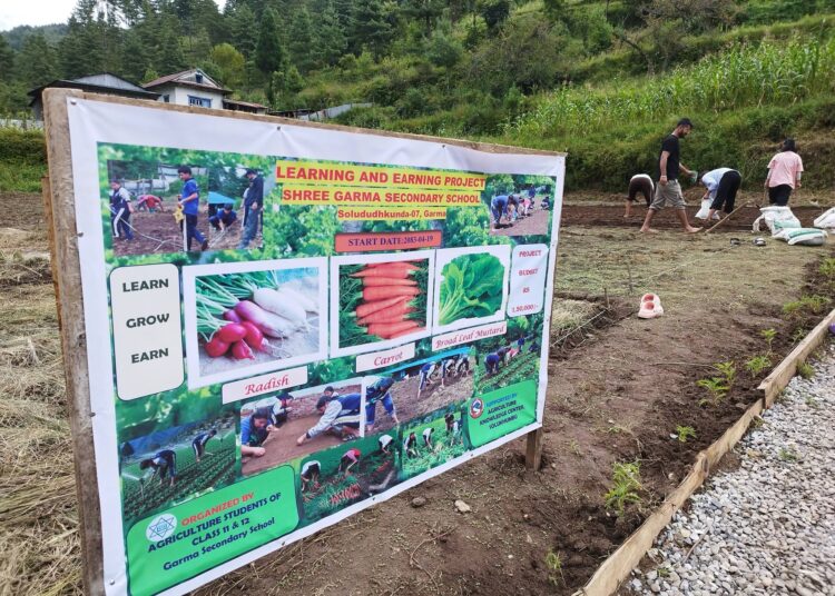 गार्मा माविमा पढाइसँगै आम्दानीको अभ्यास, कृषि विद्यार्थी खेतमै व्यस्त