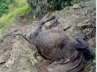 सोताङमा पहिरोले बगाउँदा गोरु मरे