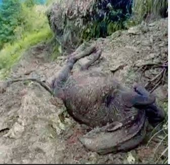 सोताङमा पहिरोले बगाउँदा गोरु मरे