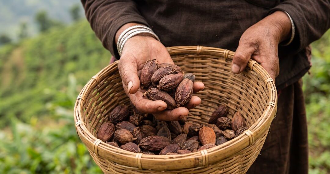सोलुमा फस्टाउँदै अलैँची खेती, टिपाइदेखि भण्डारणसम्म सावधानी अपनाउन प्राविधिकको सुझाव