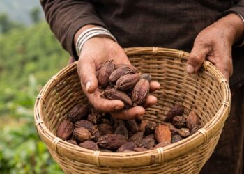 सोलुमा फस्टाउँदै अलैँची खेती, टिपाइदेखि भण्डारणसम्म सावधानी अपनाउन प्राविधिकको सुझाव