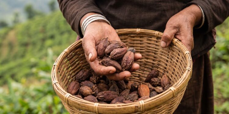 सोलुमा फस्टाउँदै अलैँची खेती, टिपाइदेखि भण्डारणसम्म सावधानी अपनाउन प्राविधिकको सुझाव